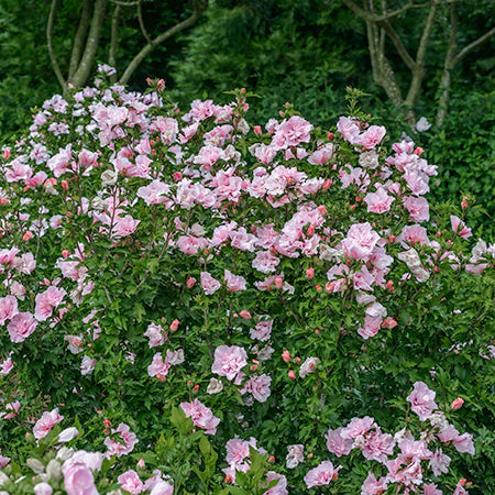 Hibiscus Syriacus 'Double Pink' (Rose of Sharon Double Pink)