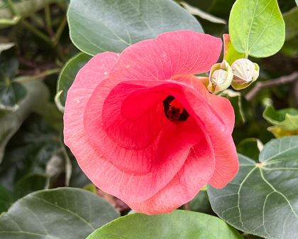 Hibiscus tiliaceus 'Rubra' (Red Hibiscus)