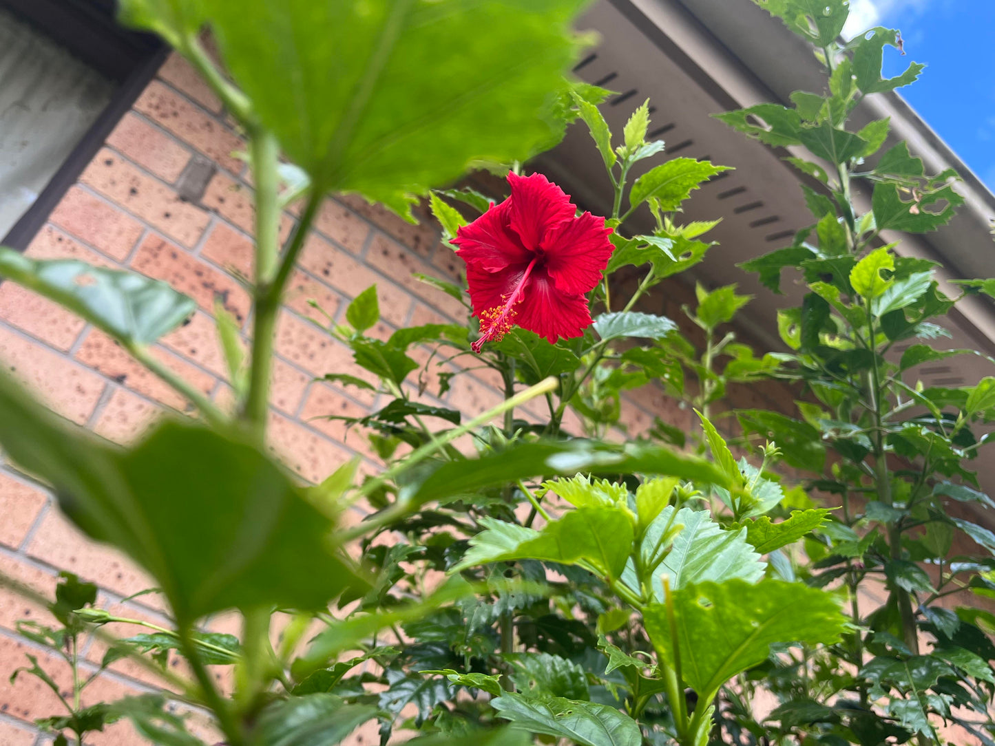 Hibiscus tiliaceus 'Rubra' (Red Hibiscus)