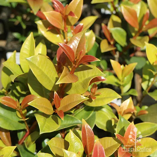 Close-up of mature Syzygium Hinterland Gold, displaying a mix of green, gold, and orange leaves