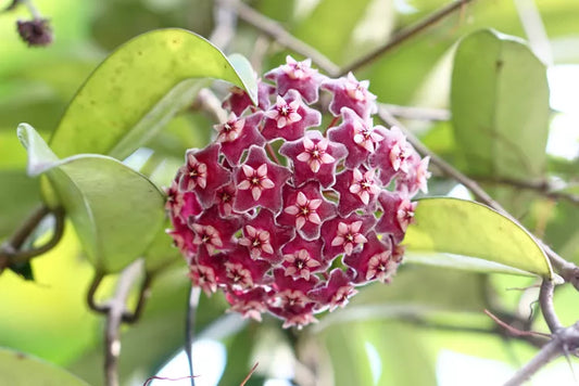 Hoya Carnosa (Wax Plant)