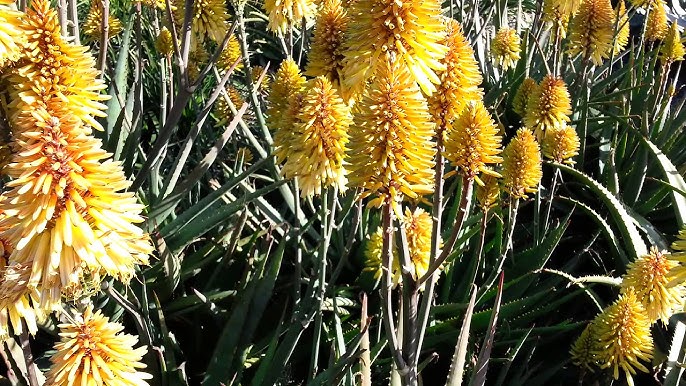 Aloe 'Southern Cross'