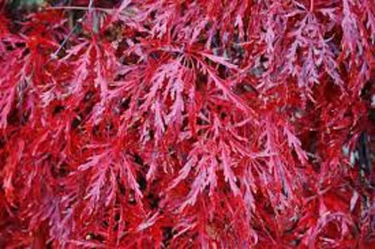 Acer palmatum Weeping Assorted Grafted (Weeping Grafted Japanese Maple)