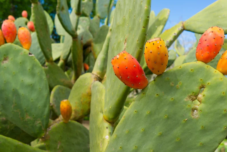 Opuntia Burbank Spineless (Burbank Spineless Prickly Pear)