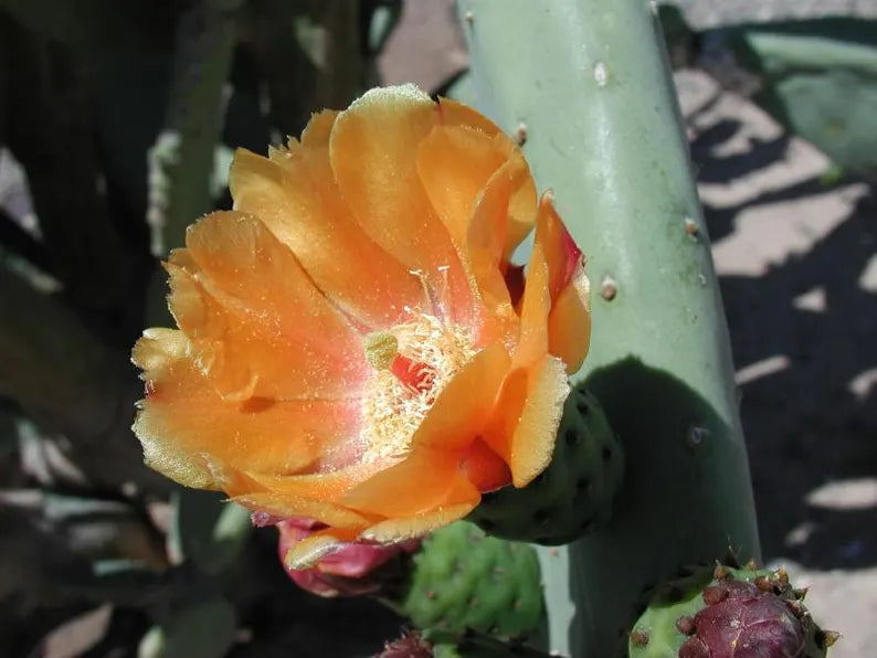 Opuntia Burbank Spineless (Burbank Spineless Prickly Pear)