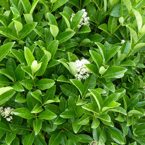 Waterhousia floribunda (Warners)