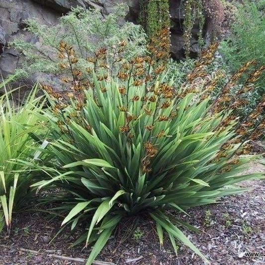 Phormium cookianum Dwarf (Dwarf New Zealand Flax)