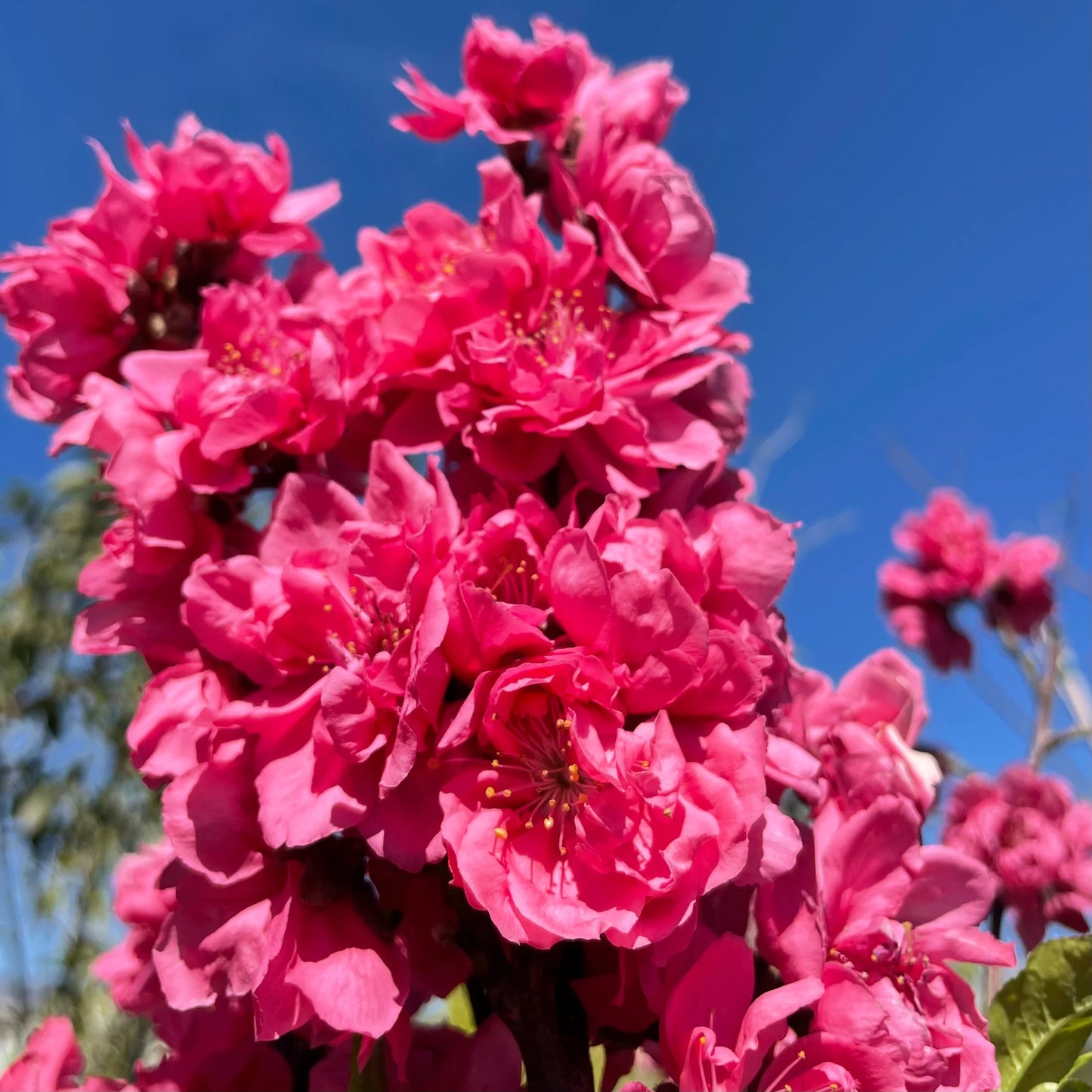 Prunus persica 'Early Red' (Double Red Flowering Peach)