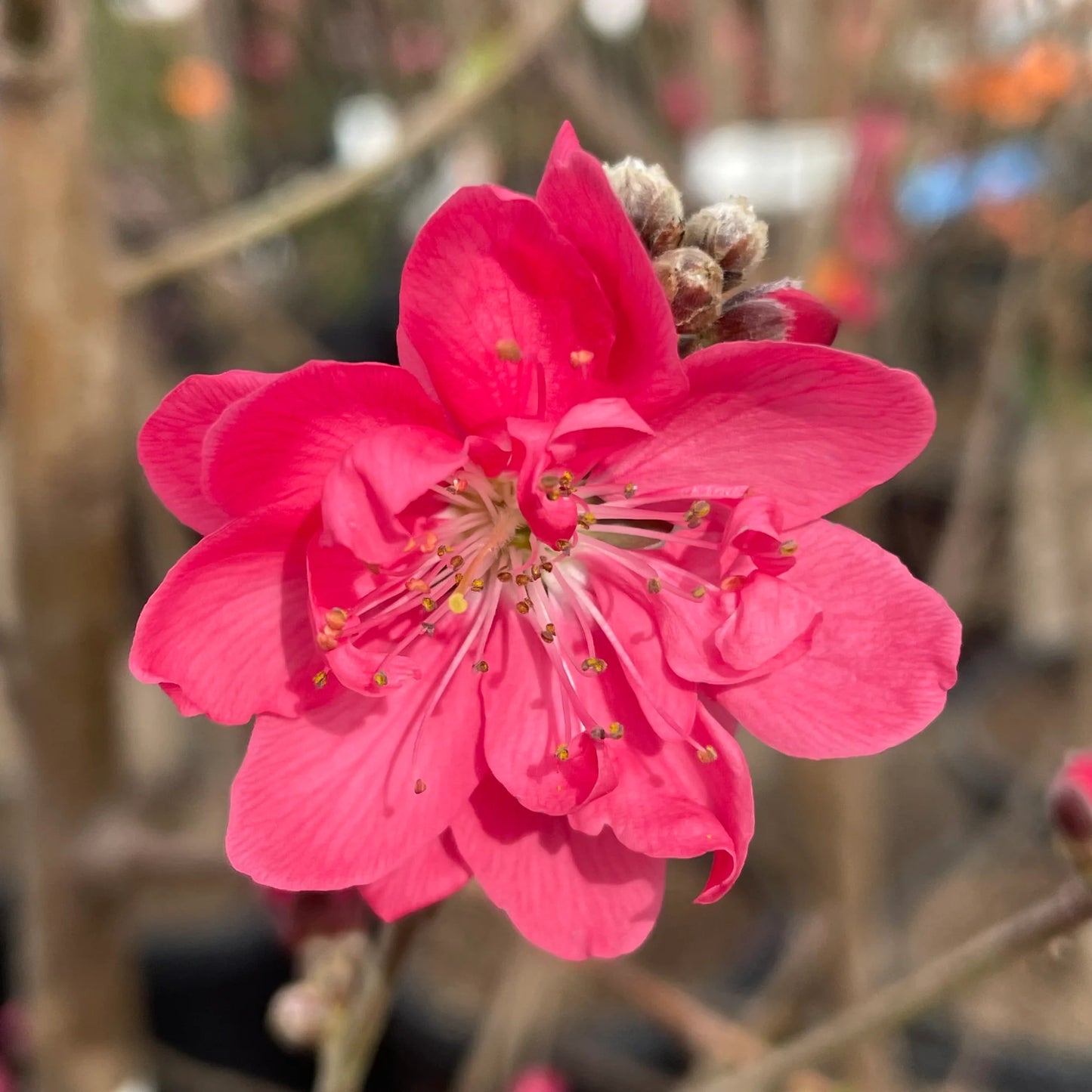 Prunus persica 'Early Red' (Double Red Flowering Peach)