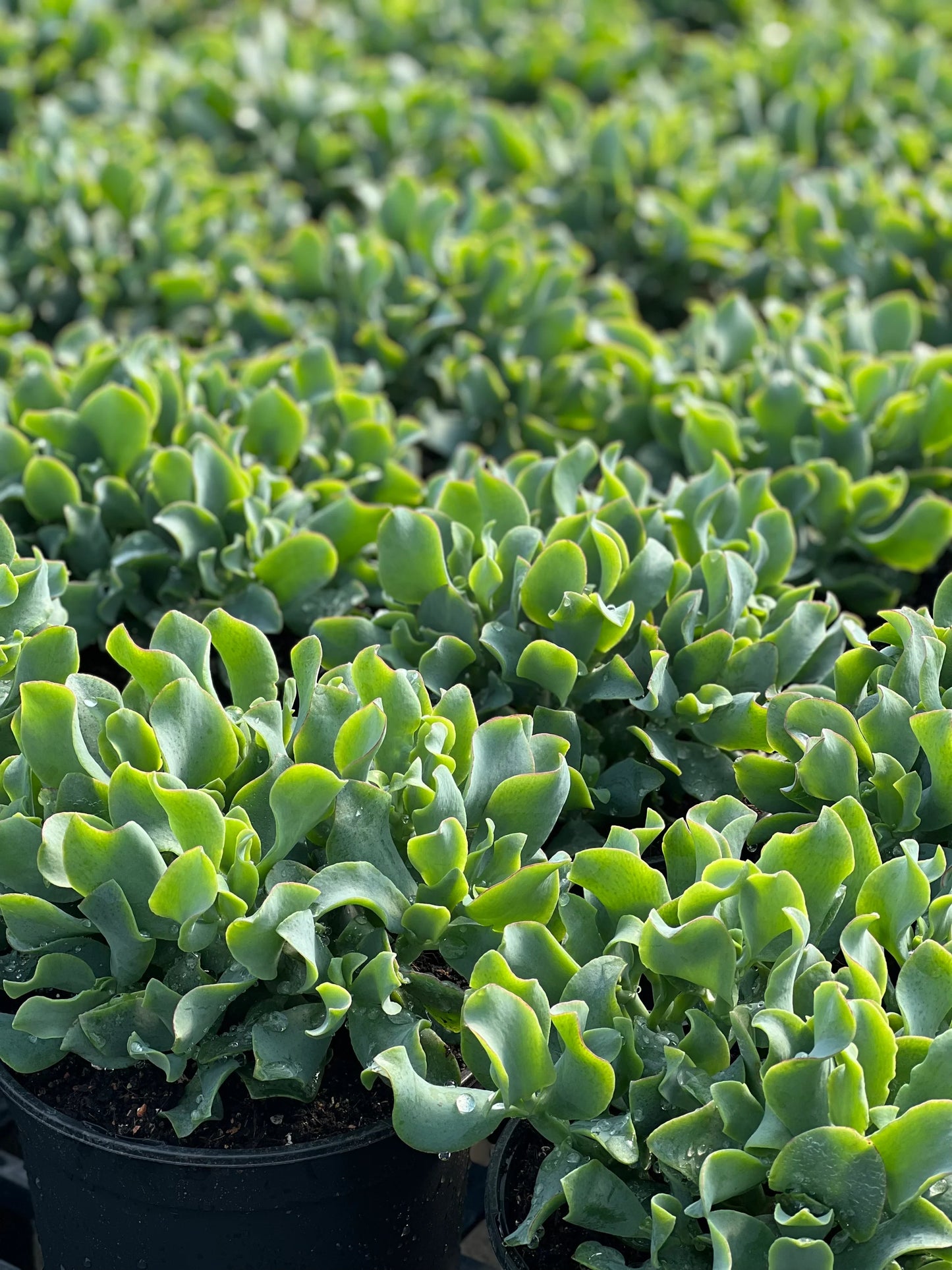 Crassula Arborescens Subsp. Undulatifolia (Max Cook)