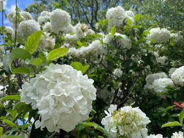 Viburnum Opulus 'Sterile' (Snowball Tree)