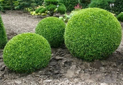 Buxus Sempervirens (Common Box)