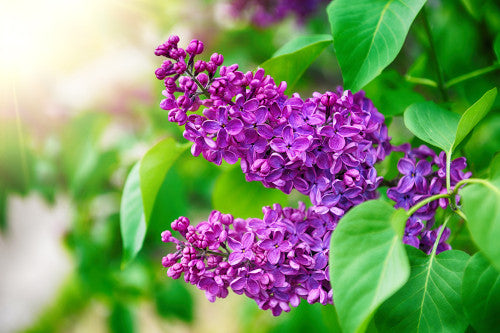 Syringa Vulgaris ‘Alice Eastwood’ (Alice Eastwood Lilac)