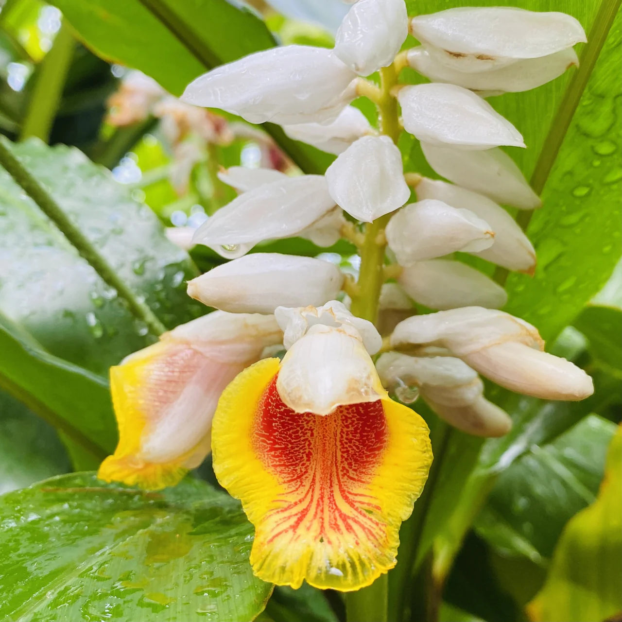 Alpinia Nutans (Nodding Ginger)