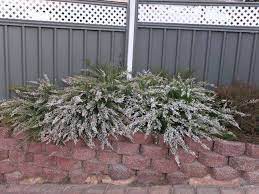 Thryptomene Saxicola 'White' (White Thryptomene)