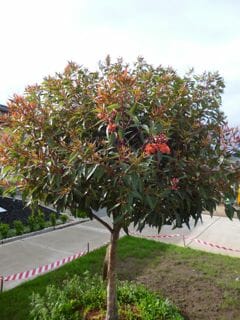 Corymbia Orange Splendour (Orange-Flowered Gum)