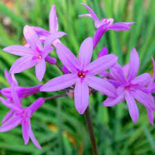 Tulbaghia Violacea 'Variegata' (Variegated Society Garlic)