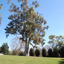 Eucalyptus citriodora (Lemon-Scented Gum)