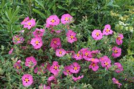 Cistus Brilliancy (Pink Rock Rose)