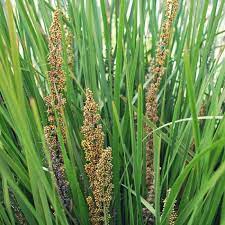 Lomandra Longifolia (Spiny Headed Mat Rush)