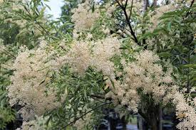 Fraxinus Griffithii (Flowering Ash)