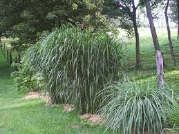 Miscanthus Giganteus (Giant Silver Grass)