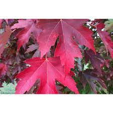 Acer x Freemanii 'Jeffersred' (Autumn Blaze® Lipstick Tree®)