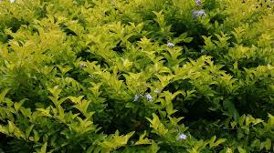 Duranta Erecta ‘Sheena’s Gold’ (Golden Dewdrop)