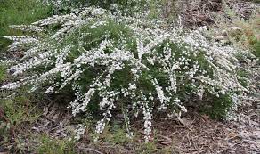 Thryptomene Saxicola 'White' (White Thryptomene)