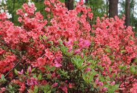 Azalea 'Waka Kayede'