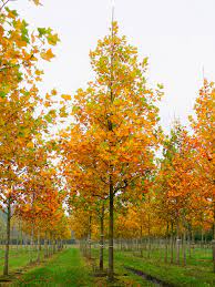 Liriodendron tulipifera (Tulip Tree)