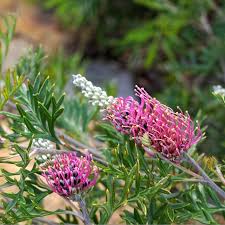 Grevillea 'Carpet Layer'