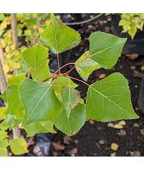 Populus Nigra 'Italica' (Lombardy Poplar)