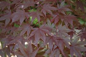 Acer palmatum 'Margaret Bee' (Margaret Bee Japanese Maple)