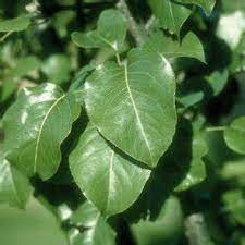 Pyrus Calleryana (Capital Pear)