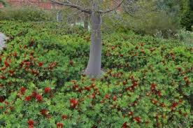 Callistemon 'Better John' (Better John Bottlebrush)