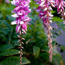 Indigofera Decora (Summer Wisteria)