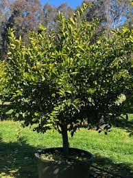 Citrus Latifolia (Lime Tahitian)