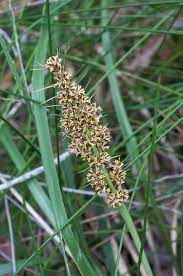 Lomandra Longifolia (Spiny-Head Mat Rush)