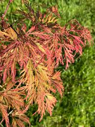 Acer palmatum dissectum 'Berrima Bridge' (Berrima Bridge Weeping Japanese Maple Standards)