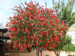 Callistemon 'Mark McKillop' (Mark McKillop Bottlebrush)