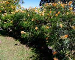 Grevillea 'Honey Gem'