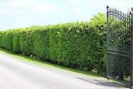 Dense and well-maintained hedge of Cupressocyparis Castlewellan Gold, lining a driveway with lush, golden-green foliage for privacy and landscape appeal.