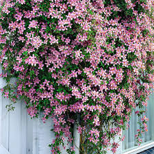 Clematis Montana Rosea (Pink Clematis)