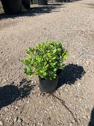 Camellia Sasanqua 'Jean May' (Jean May Camellia)