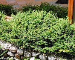 Cuphea Hyssopifolia (False Heather)