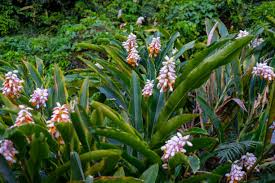 Alpinia Zerumbet (Shell Ginger)