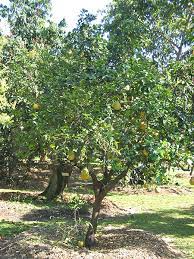 Citrus Maxima (Pummelo) GRAFTED