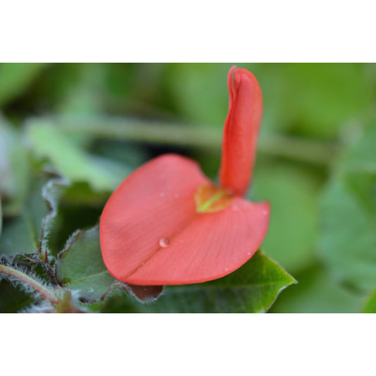 Kennedia Prostrata Red (Running Postman / Scarlet Runner)