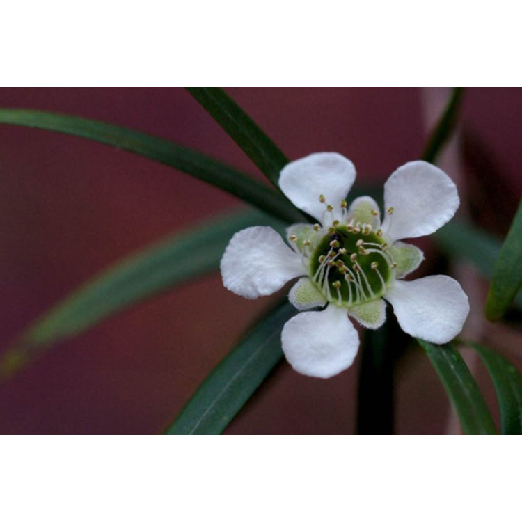 Leptospermum Petersonii (Lemon Scented Tea Tree)